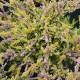 Calluna vulgaris 'Boskoop'