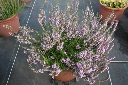 Calluna vulgaris 'Flamingo'