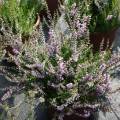 Calluna vulgaris 'Forest Fire'