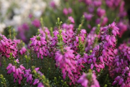 Erica carnea 'Memory'