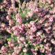 Erica carnea 'Rosy Gem'