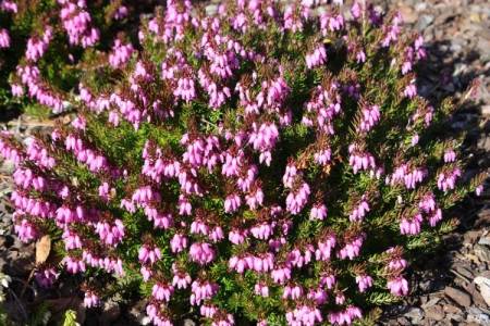 Erica carnea 'Rubens Palette'