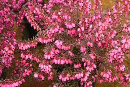 Erica x darleyensis 'Pink Harmony'