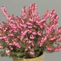 Erica x darleyensis 'Pink Harmony'