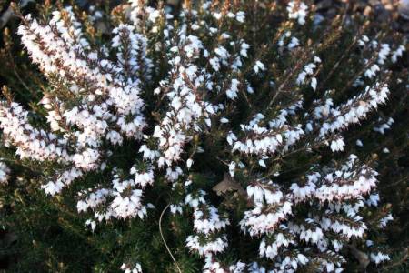 Erica x darleyensis 'White Spring Surprise'