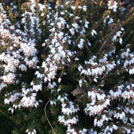 Erica x darleyensis 'White Spring Surprise'