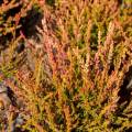 Calluna vulgaris 'Forest Fire'