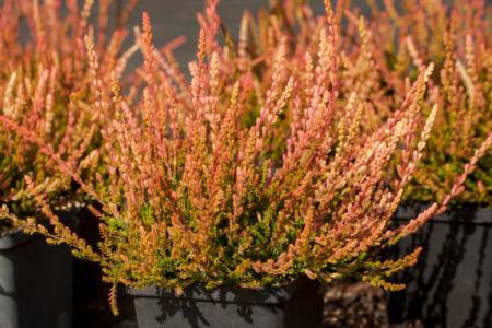 Calluna vulgaris 'Forest Fire'