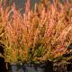 Calluna vulgaris 'Forest Fire'