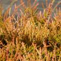 Calluna vulgaris 'Forest Fire'