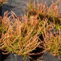 Calluna vulgaris 'Forest Fire'