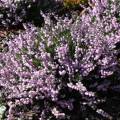 Calluna vulgaris 'County Wicklow'