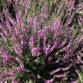 Calluna vulgaris 'Tib'