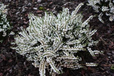 Calluna vulgaris 'White Coral'