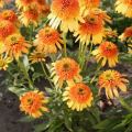 Echinacea 'Rhythms With Orange'®