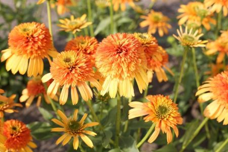 Echinacea 'Rhythms With Orange'®