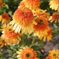 Echinacea 'Rhythms With Orange'®