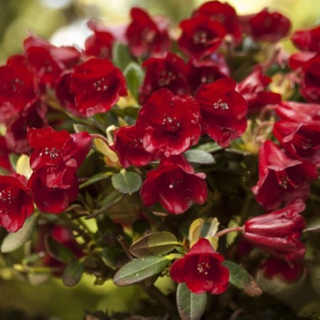 Rhododendron repens 'Carmen'