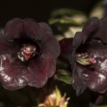 Rhododendron sanguineum var. haemaleum