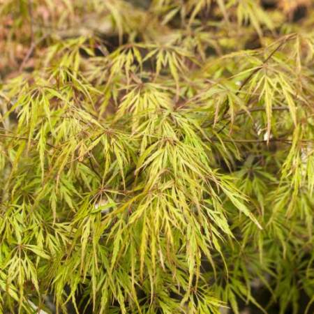 Acer palmatum 'Shu shidare'