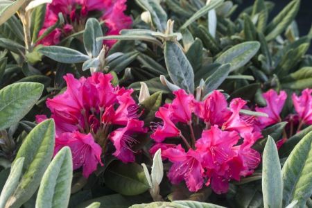 Rhododendron smirnowii 'Weinlese'