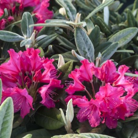 Rhododendron smirnowii 'Weinlese'
