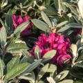 Rhododendron smirnowii 'Weinlese'