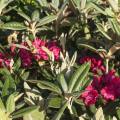 Rhododendron smirnowii 'Weinlese'