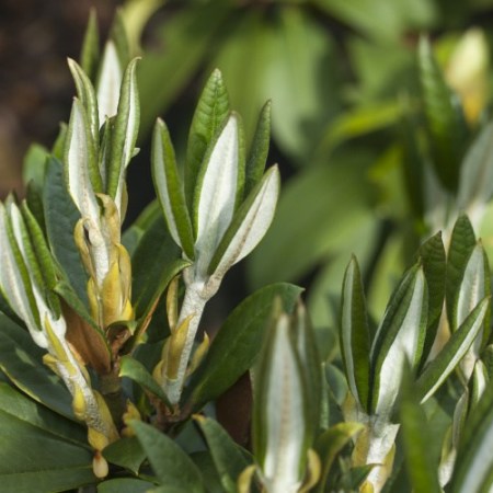 Rhododendron taliense 'Honigduft'