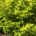 Acer palmatum 'Ukon'