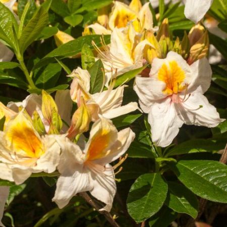 Rhododendron luteum 'Arima'