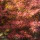 Acer palmatum 'Beni otake'