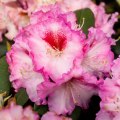 Rhododendron Hybride 'Bohlken's Krohnjuwel'