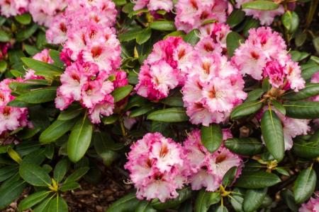 Rhododendron Hybride 'Bohlken's Krohnjuwel'