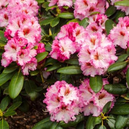 Rhododendron Hybride 'Bohlken's Krohnjuwel'