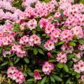 Rhododendron Hybride 'Bohlken's Krohnjuwel'