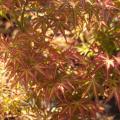 Acer palmatum 'Carmineum' (Syn.: 'Seigen')