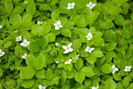 Cornus canadensis