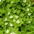 Cornus canadensis