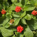 Cornus canadensis