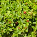 Cornus canadensis