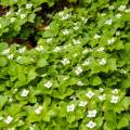 Cornus canadensis