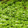 Cornus canadensis