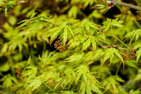 Acer palmatum 'First Ghost'