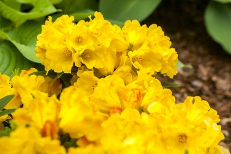 Rhododendron Hybride 'Golden Everest' ®
