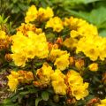 Rhododendron Hybride 'Golden Everest' ®