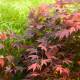 Acer palmatum 'Hefner's Red'