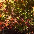 Acer palmatum 'Hogyoku'