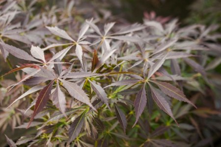 Acer palmatum 'JJ'