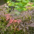 Acer palmatum 'JJ'